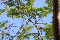 Cyanocompsa parellina