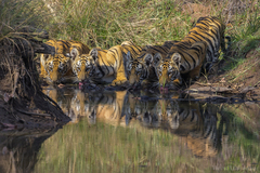 Panthera tigris tigris