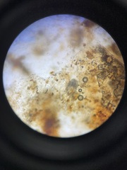 Otodectes cynotis