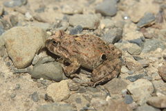 Pleurodema cinereum