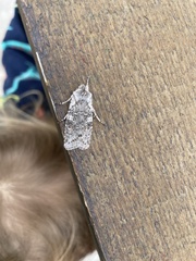 Lithophane pertorrida