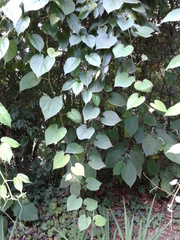 Vitis tiliifolia