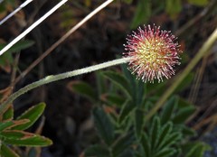 Acaena pallida