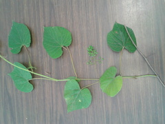 Vitis tiliifolia