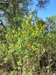 Cestrum oblongifolium