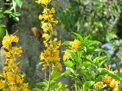 Cestrum oblongifolium