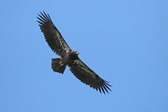 Haliaeetus leucocephalus
