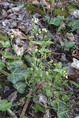 Arabidopsis halleri