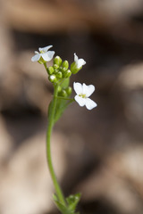 Arabidopsis halleri