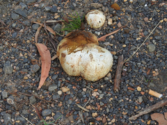 Pisolithus marmoratus