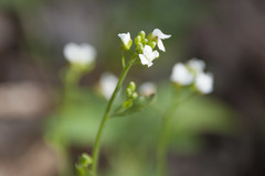 Arabidopsis halleri