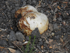 Pisolithus marmoratus