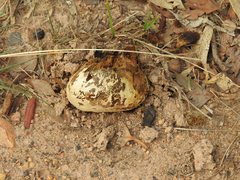 Pisolithus marmoratus