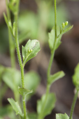 Arabidopsis halleri