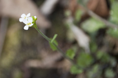 Arabidopsis halleri