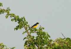 Euphonia trinitatis