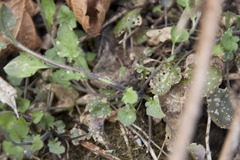 Arabidopsis halleri