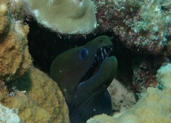 Gymnothorax undulatus