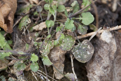 Arabidopsis halleri