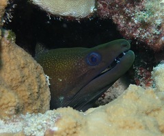 Gymnothorax undulatus