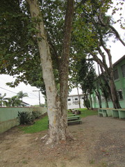 Platanus × hispanica