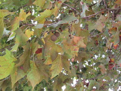 Platanus × hispanica
