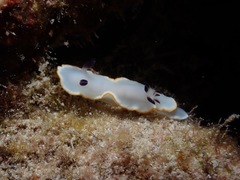 Ardeadoris scottjohnsoni