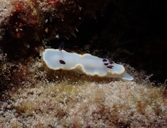 Ardeadoris scottjohnsoni