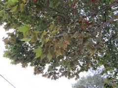 Platanus × hispanica