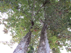 Platanus × hispanica
