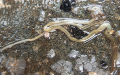 Maculaura cerebrosa