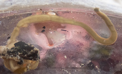 Maculaura cerebrosa