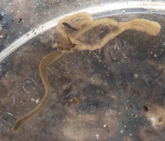 Maculaura cerebrosa