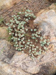 Psammotropha mucronata