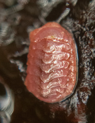 Tonicellidae