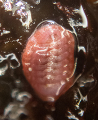 Tonicellidae