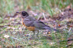 Turdus migratorius