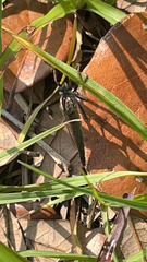 Proctacanthus brevipennis image