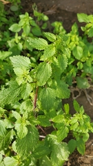 Hesperocnide tenella