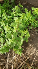 Hesperocnide tenella