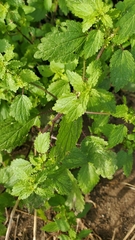 Hesperocnide tenella