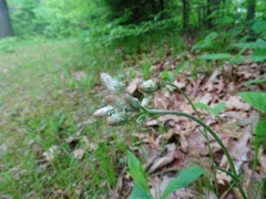 Antennaria parlinii fallax