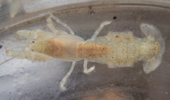 Upogebia pugettensis