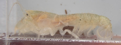 Upogebia pugettensis