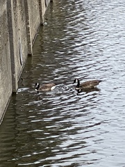 Branta canadensis