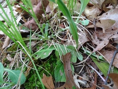 Antennaria parlinii fallax