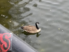 Branta canadensis