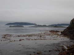 Macrocystis pyrifera