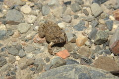 Pleurodema cinereum