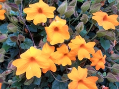 Thunbergia gregorii